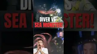 Diver Grabs a Giant Squid Underwater&hellip; Then This Happens!