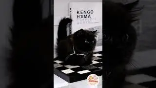 Luxury Black Persian Kitten 😻✨ | Chanel Baby Cat 🐾 | Fluffyverse