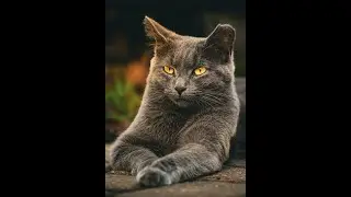 The Amazing Secrets of Cats: From Righting Reflexes to Emotional Bonds!
