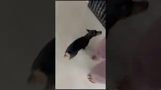 Funeral dance sponsored by Jillu 😂 #trending #comedy #trendingshorts #funny #dog #tamilcomedy#cute