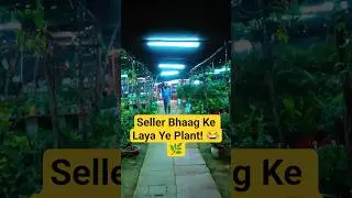 Yeh Plant Itna Khaas Kyun Hai🌿 | Seller Literally Ran to Show This Plant! 😆 l #shorts #ytshorts