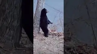 Black Bear scratching his back&hellip;. #bear #cutebear #bhfyp #wildanimals #wildlife #wildandfree #animals