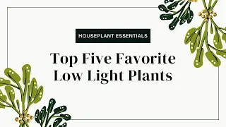 My Top 5 Favorite Low Light Tolerant Plants | Houseplant Essentials