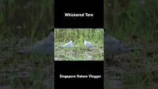 🐦 Whiskered Tern at Bario in Malaysia