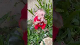 The baby monkey ate with great appetite.