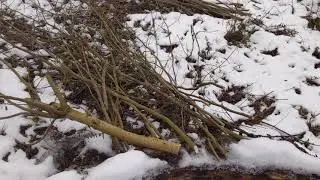 Schn&auml;ppchenhaus 95 / Haselnussb&auml;ume abtragen mit der Astschere am Hang im Winter