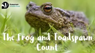 The Frog & Toadspawn Count: Why Citizen Science Matters