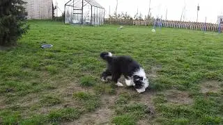 4 months bearded collie puppy from Buhlbino kennel
