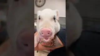 #cutepiglets #funny animals #animalshorts #lol #shortsviral #pigs #foryou
