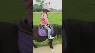 Top 3 najlepsze konie na początek.