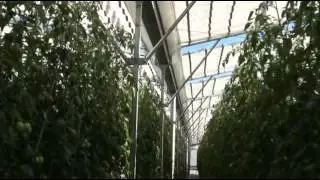 Hydroponic tomato production in retractable roof greenhouse in Florida, May 23, 2012