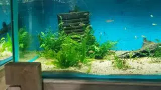 Big Rock Plant Selection