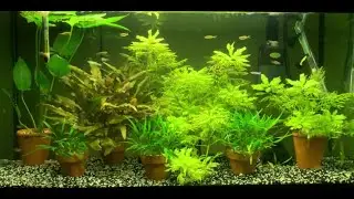 Mijn 96 liter terracotta pot setup aquarium (6 months update).