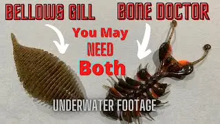 Bellows Gill/Dancing Bone Doctor.  You May Need Both. Underwater Footage.