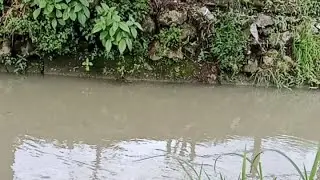 Lare mancing sedang live sekarang! ikan wader udah kaya cendol di irigasi