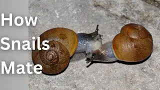 How Snails Mate &ndash; A Slow and Sticky Love Story Explained!