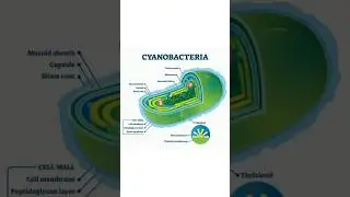 Cyanobacteria #science #microbes #bacteria #viral #shorts #short