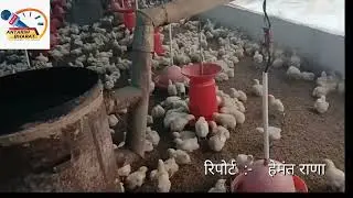 सही देखभाल से 36 दिनों में चूजे से तैयार मुर्गे तक जीवन चक्र पूर्ण करता है एक मुर्गा 
