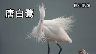 唐白鷺Chinese Egret