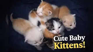 Adorable Baby Kittens Sleeping Together 🐾💖