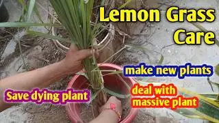 Lemon Grass Care- Manage giant plant, Make many new plants, how to cut, save browning.