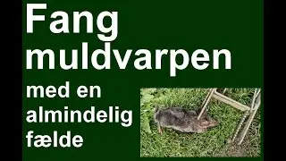 S&aring;dan fanger du muldvarp med en alm. f&aelig;lde (muldvarpesaks)
