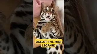 Ocelot the cute cat who is protected #ocelot #cat #cutecat #shorts #viralvideo
