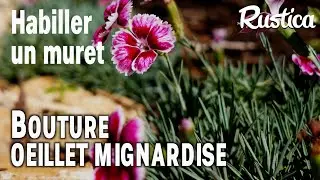 Fleurir un muret de pierres sèches avec des boutures d’œillet mignardise