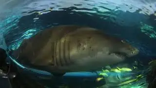 SHARK TUNNEL PT 3 - UHD 360 VIDEO - INSTA360 X4 - PLAY ON Meta Quest 3 OR Apple Vision Pro