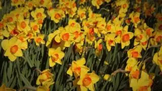 Garvan Woodland Gardens - Spring 2017