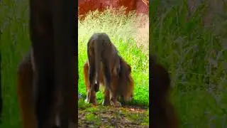 Lion Habitat: Surviving in the African Wilderness #LionLove #LionKing #LionessPower #LionMane