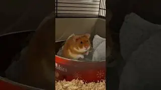 Enjoy you'r breakfast🫠#hamster#syrianhamster#goldhamster#hamsters#hamstershortvideo#goudehamster