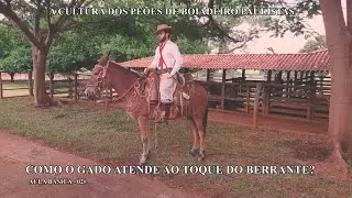 COMO O GADO ATENDE AO TOQUE DO BERRANTE