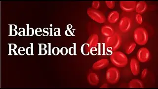 Babesia and Red Blood Cells: Understanding the Intricate Relationship