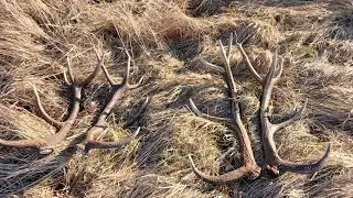 DZIEŃ KONIA !!!! DZIEŃ KTÓREGO NIGDY NIE ZAPOMNĘ 🦌🦌🦌🌲🌲 #zrzuty #2025 #nature