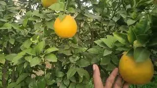 Maharashtra Mosambi Farming 🧺#farming 