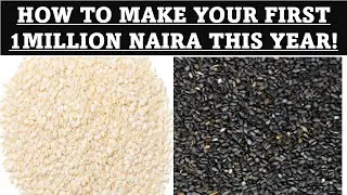 SESAME SEEDS | HOT BUSINESS OPPORTUNITY