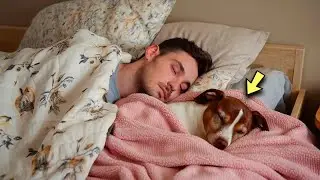 So that the old dog does not feel lonely, his owners take turns sleeping with him!