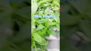 Talinum Paniculatum# Hariyali/masteroil/phana/zBhaje#plants#leafytv#vegetable#shortvedeo...