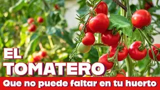 Este es el Tomatero perfecto para maceta y espacios pequeños