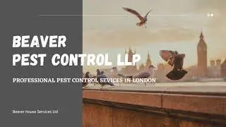 Bird Control London | 1st 4 Pigeon Control London