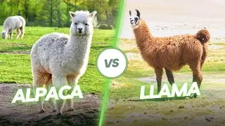 What's the difference between a Llama and an Alpaca? | Alpaca VS Llama