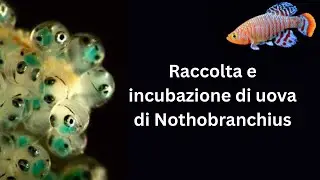 Raccolta, incubazione e schiusa delle uova di Nothobranchius di Luca Dolfi