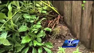 Crime Watch: Omaha residents see rise in plant theft