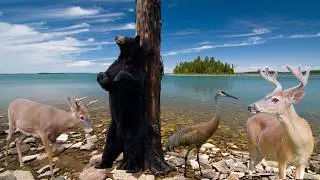 Drummond Island Trail Camera Pick-Up | Upper Peninsula of Michigan | Browning Trail Cameras