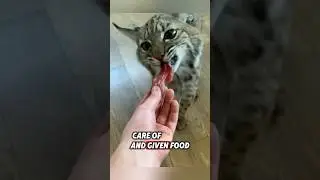 The kind family saved a helpless bobcat and helped it return to the wild #rescue #bobcat