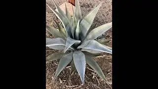 Farming agave while respecting the environment, people & tradition