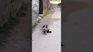 Beautiful Animal Friendship | Heart Touching Moments | Emotional Shorts | #shorts .