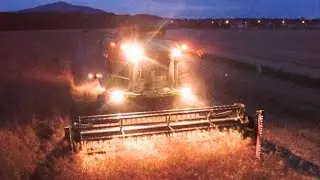 Kombajn Deutz-Fahr C6205 TS w rzepaku
