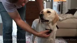 So richten Sie das PetSafe&reg; drahtloses R&uuml;ckhaltesystem Stay & Play&trade; f&uuml;r widerspenstige Hunde